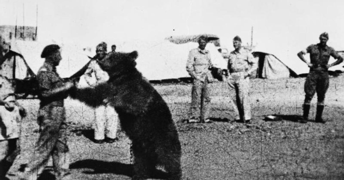 Wojtek The Bear Who Fought Nazis