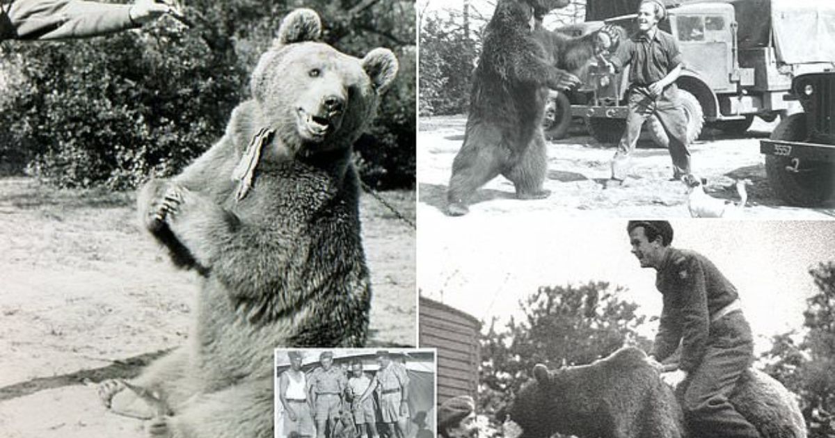 The Legendary Story Of Wojtek The Soldier Bear Beauty Of Poland The Legendary Story Of Wojtek The Soldier Bear Beauty Of Poland