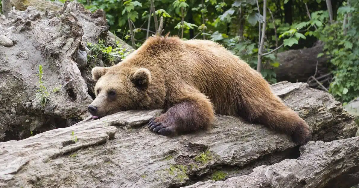 Brown Bear Wild Animal Poland