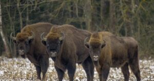 European Bison Bialowieza Forest