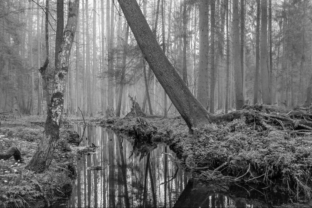 bialowieza-forest-facts-beauty-of-poland