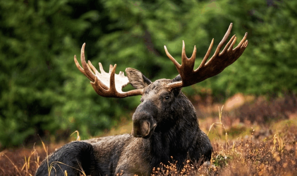 Kampinos National Park