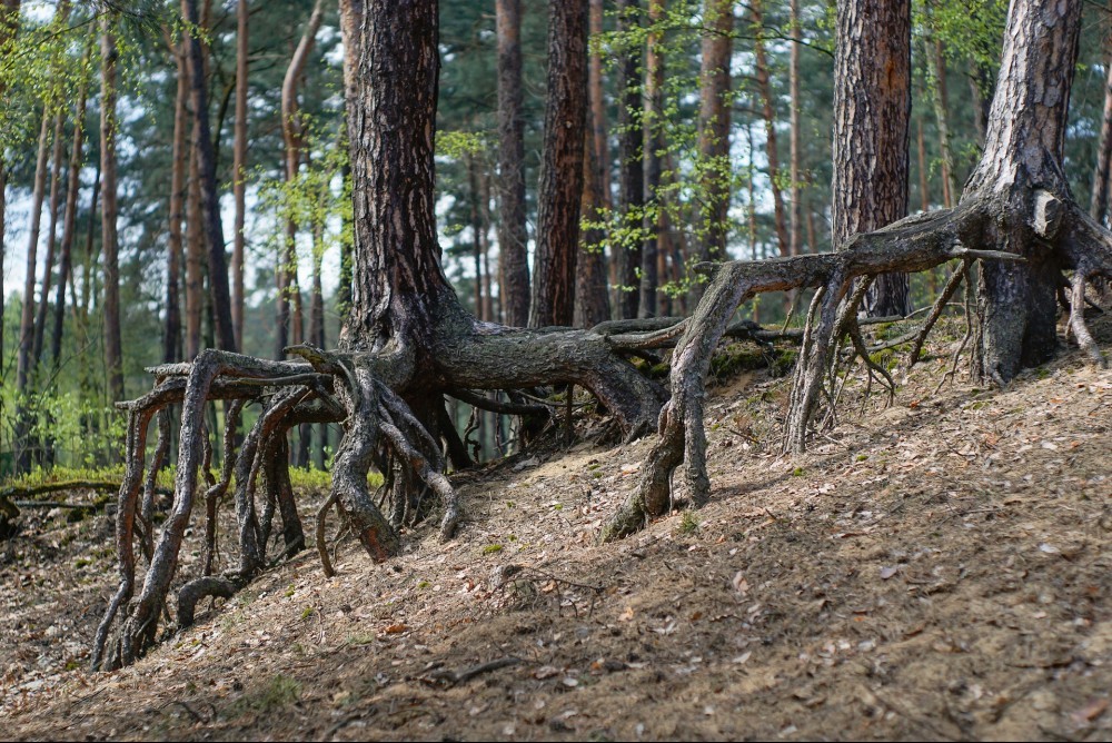 Bialowieza forest