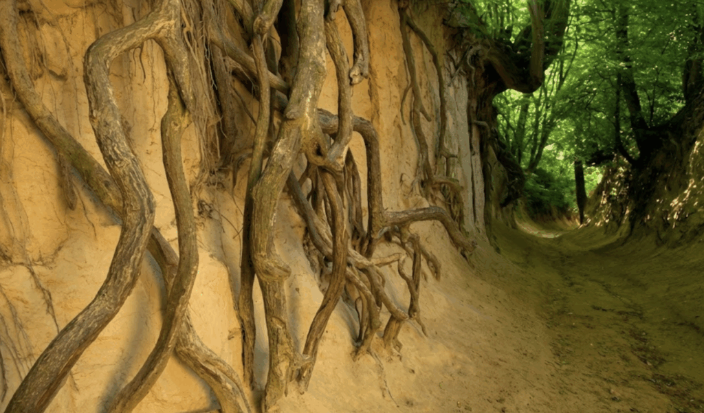 The Loess Gorges Kazimierz Dolny
