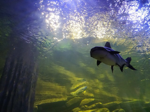 Oceanarium Miedzyzdroje