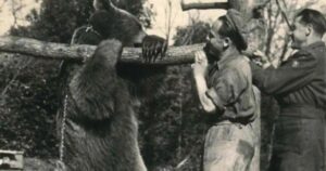 Wojtek The Bear 10