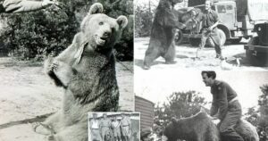 Wojtek The Bear 11