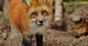 Fox Wild Animal Poland