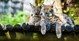 Lynx Wild Animal Poland