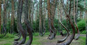Crooked forest