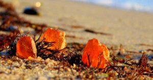 Amber Baltic Coast