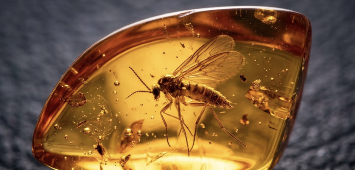amber poland